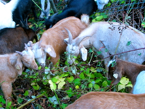 Baby Goats -Med